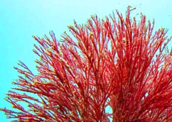 Haematococcus Astaxanthin