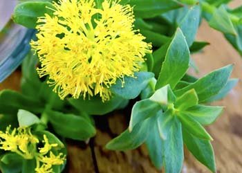 Rhodiola Rosea