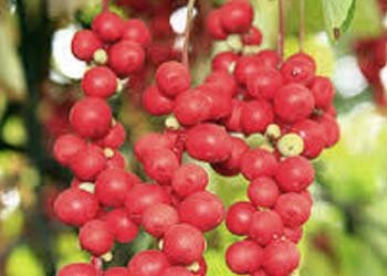 Schisandra Chinensis
